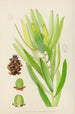 Leucadendron stokoei hembra - Illtyd Buller Pole-Evans — vista de la obra