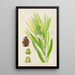 Leucadendron stokoei hembra - Illtyd Buller Pole-Evans — cuadro enmarcado en la pared