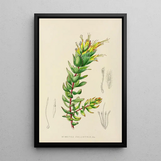 Illtyd Buller PoleEvans - Mimetes Palustris.webp