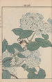 Keinen kach gafu Pl117 - Imao Keinen — artwork view