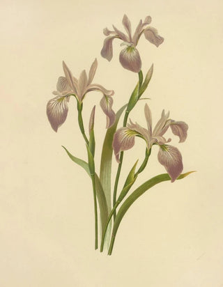 Isaac Sprague - Flower de Luce Larger Blue Flag.webp