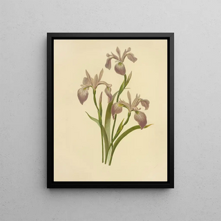 Isaac Sprague - Flower de Luce Larger Blue Flag.webp