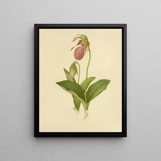 Isaac Sprague - Moccasin Flower Ladys Slipper.webp