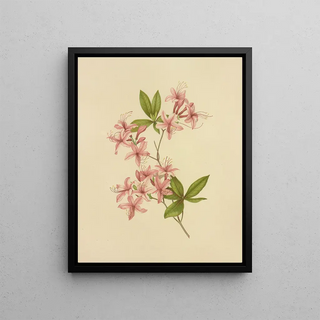 Isaac Sprague - Purple Azalea.webp