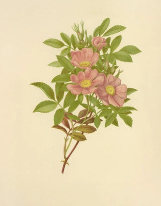 Isaac Sprague - Swamp Rose.webp