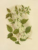 Wild Clematis Painting - Isaac Sprague — artwork view
