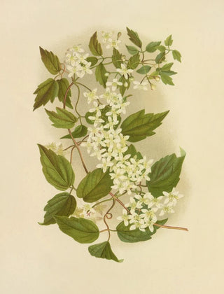 Isaac Sprague - Wild Clematis.webp