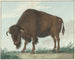 Bison - Isaac van Haastert — vista de la obra