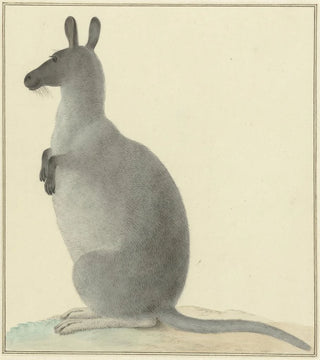 Isaac van Haastert - Kangoeroe.webp