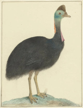 Isaac van Haastert - Kasuaris.webp