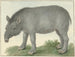 Tapir - Isaac van Haastert — vista de la obra