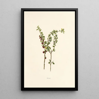 Isabella McHutcheson Sinclair - Aeae.webp