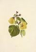 Hau - Isabella McHutcheson Sinclair — artwork view