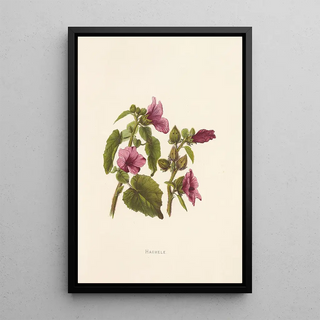 Isabella McHutcheson Sinclair - Hauhele.webp