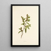 Hialoa - Isabella McHutcheson Sinclair — framed artwork on a wall