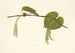 Hoi - Isabella McHutcheson Sinclair — artwork view