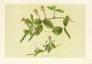 Isabella McHutcheson Sinclair - Hunakai.webp