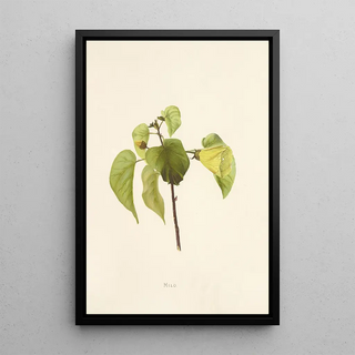 Isabella McHutcheson Sinclair - Milo.webp