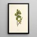 Naupaka - Isabella McHutcheson Sinclair — cuadro enmarcado en la pared