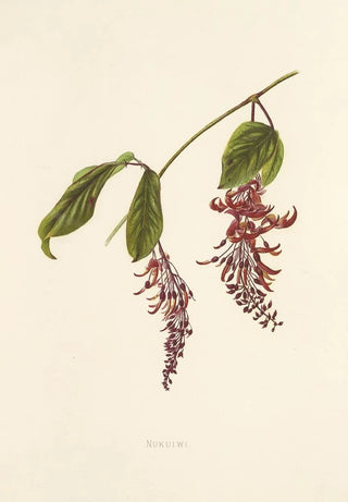 Isabella McHutcheson Sinclair - Nukuiwi.webp