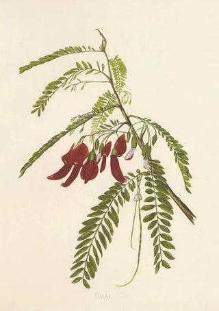 Isabella McHutcheson Sinclair - Ohai.webp