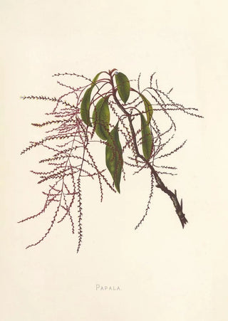 Isabella McHutcheson Sinclair - Papala.webp