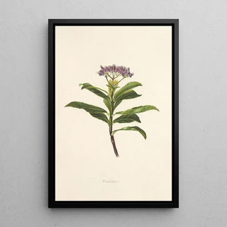 Isabella McHutcheson Sinclair - Poahanui.webp