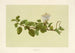 Puapilo - Isabella McHutcheson Sinclair — artwork view
