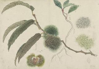 Ishikawa Kazan - Tamme kastanjes aan een tak.webp