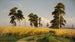 Campos de centeno - Ivan Ivanovich Shishkin — vista de la obra