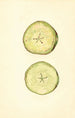 manzana doméstica - John F. Brewer | Cuadro — vista de la obra