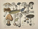 representaciones fieles y descripciones de hongos comestibles, nocivos y sospechosos Pl29 - J V Krombholz — vista de la obra