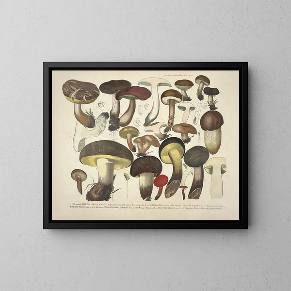 Faithful representations and descriptions of edible, harmful, and suspicious mushrooms Pl36 - J V Krombholz — framed artwork on a wall