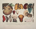 representaciones fieles y descripciones de hongos comestibles, nocivos y sospechosos Pl47 - J V Krombholz — vista de la obra