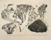 Representaciones fieles y descripciones de hongos comestibles, dañinos y sospechosos Pl52 - J V Krombholz — vista de la obra