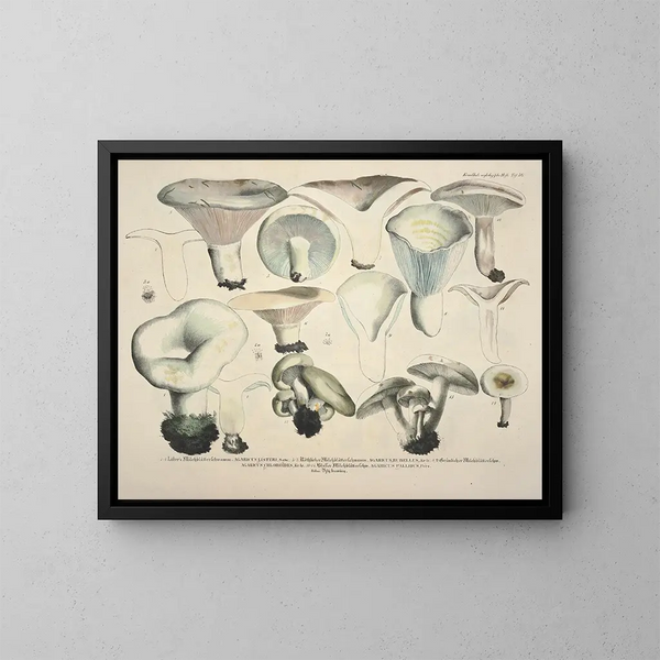 Faithful representations and descriptions of edible, harmful, and suspicious mushrooms Pl56 - J V Krombholz — framed artwork on a wall