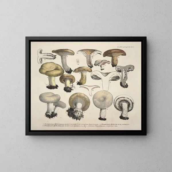 Faithful representations and descriptions of edible, harmful, and suspicious mushrooms Pl58 - J V Krombholz — framed artwork on a wall
