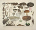 Representaciones fieles y descripciones de hongos comestibles, dañinos y sospechosos Pl61 - J V Krombholz — vista de la obra