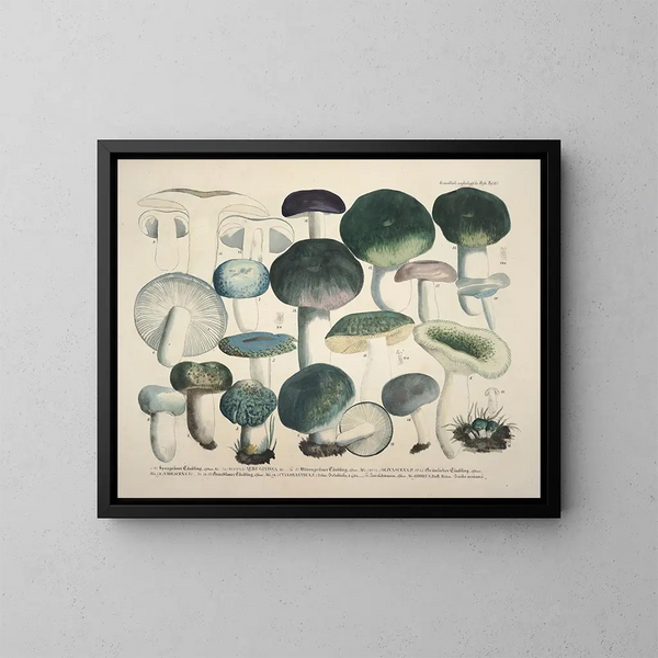 Faithful representations and descriptions of edible, harmful, and suspicious mushrooms Pl67 - J V Krombholz — framed artwork on a wall
