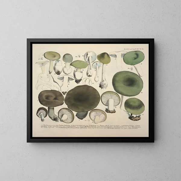 Faithful representations and descriptions of edible, harmful, and suspicious mushrooms Pl69 - J V Krombholz — framed artwork on a wall