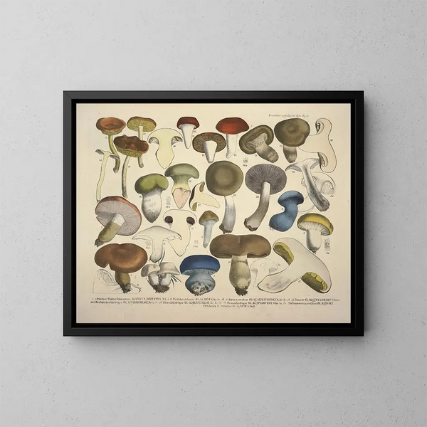 Faithful representations and descriptions of edible, harmful, and suspicious mushrooms Pl71 - J V Krombholz — framed artwork on a wall