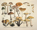 representaciones fieles y descripciones de hongos comestibles, nocivos y sospechosos Pl73 - J V Krombholz — vista de la obra