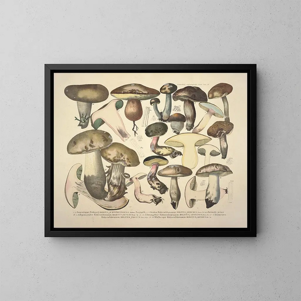 Faithful representations and descriptions of edible, harmful, and suspicious mushrooms Pl76 - J V Krombholz — framed artwork on a wall