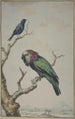 Un loro con abanico rojo Deroptyus accipitrinus y un jilguero con hombreras castañas Agelaius humeralis - Jabes Heenck — vista de la obra