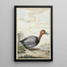 Fuligule milouin - Jabes Heenck — cuadro enmarcado en la pared