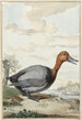 Fuligule milouin - Jabes Heenck — vista de la obra