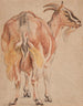 Goat - Jacob Jordaens — artwork view