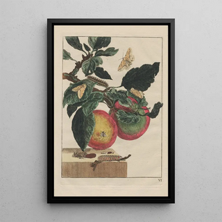 Jacob LAdmiral - Naauwkeurige Waarneemingen van veele gestaltverwisselende gekorvene diertjes Pl06.webp