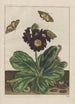 Precise observations of numerous small animals with metamorphoses Pl08 - Jacob L'Admiral — artwork view