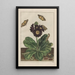 Precise observations of numerous small animals with metamorphoses Pl08 - Jacob L'Admiral — framed artwork on a wall